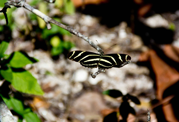 Zebra Longwing Butterfly of Florida