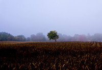 Tree in a corn field