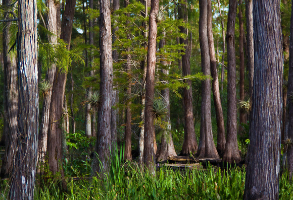 Florida Cypress Swamp