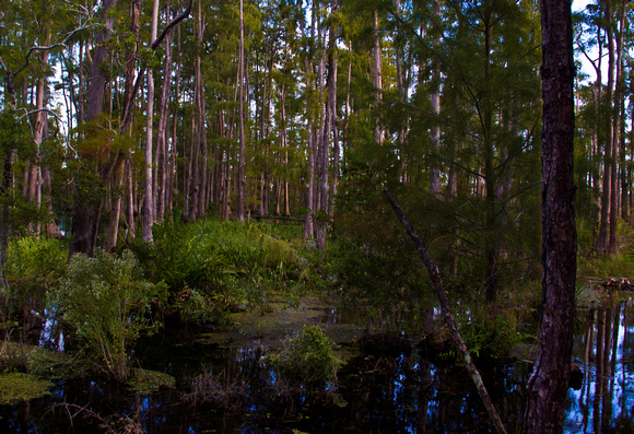 Florida Cypress Swamp